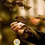 В чем заключается доверие? В чем заключается доверие?